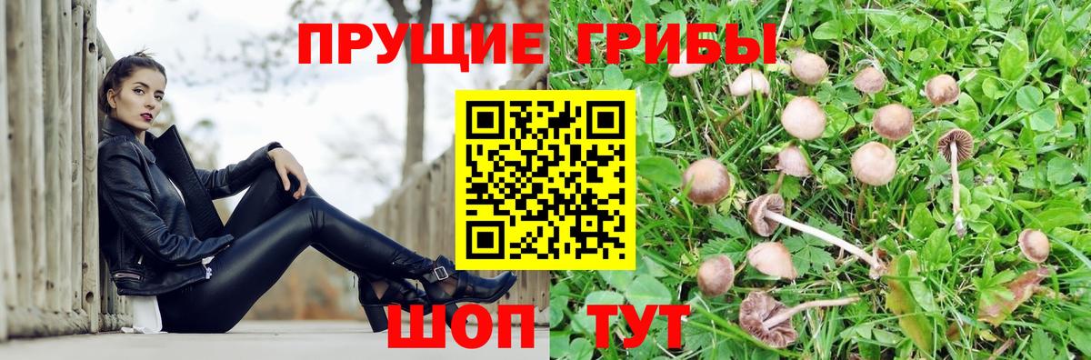 Псилоцибиновые грибы Cubensis Среднеуральск